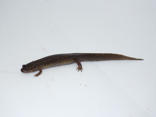 Wolf Dusky Salamander