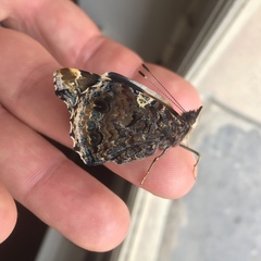 Vanessa atalanta atalanta