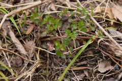 Nanocnide japonica
