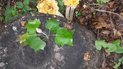 Liriodendron tulipifera
