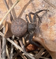 Bassaniodes robustus