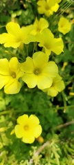 Oxalis pes-caprae