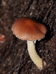 Stropharia formosa