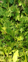 Oxalis pes-caprae