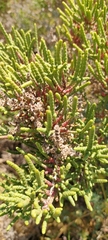 Halocnemum strobilaceum