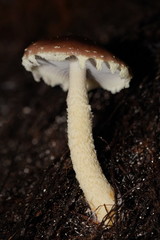 Stropharia formosa