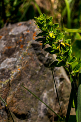 Brachystelma gerrardii