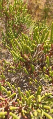 Halocnemum strobilaceum