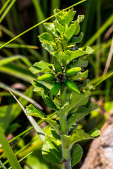 Brachystelma gerrardii