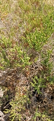 Halocnemum strobilaceum