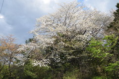 Prunus leveilleana
