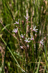 Brachystelma rubellum