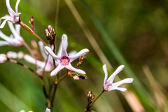 Brachystelma rubellum