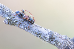 Phymatodes alni