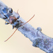 White-banded Longhorn Beetle - Photo (c) Ralph Martin, some rights reserved (CC BY-NC-ND), uploaded by Ralph Martin