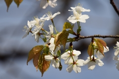 Prunus leveilleana