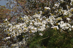Prunus leveilleana