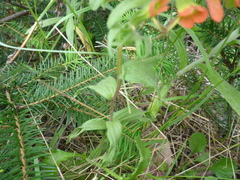 Castilleja hispida hispida