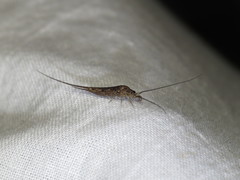 Meinertellidae