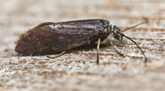 Eriocrania