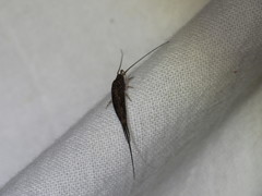 Meinertellidae
