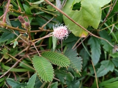 Mimosa pudica