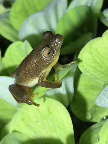 Green Reed Frog, Hyperolius tuberilinguis