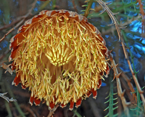 King Dryandra (Banksia proteoides)