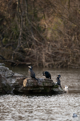 Phalacrocorax carbo