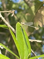 Enallagma vesperum