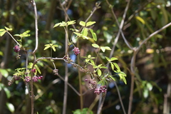 Akebia × pentaphylla