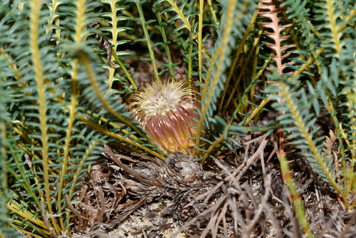 Banksia tortifolia