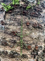 Spinoparapachymorpha spinosa