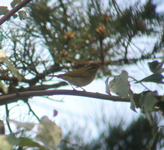 Phylloscopus coronatus