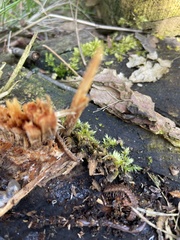 Polydesmus complanatus