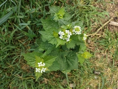Alliaria petiolata