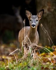 Capreolus
