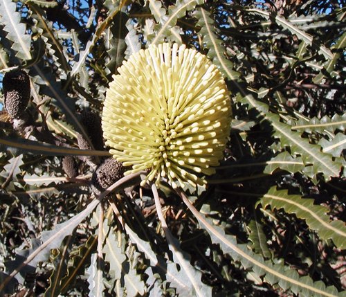 Elegant Banksia (Banksia elegans)