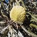 Banksia elegans - Photo 
Cas Liber, sin restricciones conocidas de derechos (dominio público)