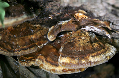 Inonotus cuticularis