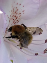 Bombus pascuorum