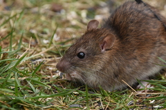 Rattus norvegicus