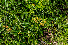 Cyphostemma natalitium