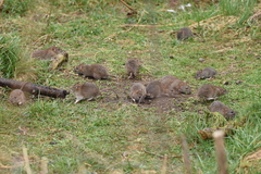 Rattus norvegicus