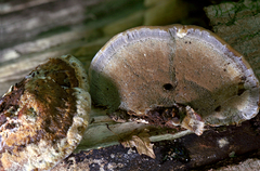 Inonotus cuticularis