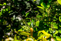 Dioscorea cotinifolia