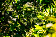 Dioscorea cotinifolia