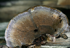 Inonotus cuticularis