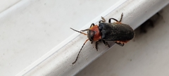 Cantharis reichei