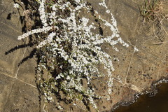 Spiraea thunbergii
